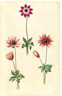 Anemone pavonina (peacock anemone) by Maria Sibylla Merian