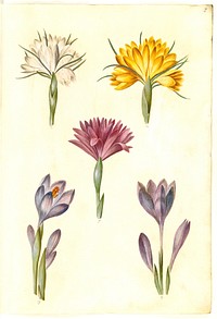 Crocus vernus (spring crocus);Crocus angustifolius (Balkan crocus);Bulbocodium vernum (?) (spring light flower) by Maria Sibylla Merian