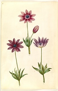 Anemone pavonina (peacock anemone) by Maria Sibylla Merian