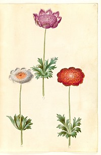 Anemone coronaria (French anemone) by Maria Sibylla Merian