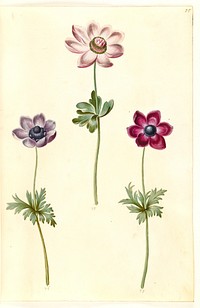 Anemone coronaria (French anemone) by Maria Sibylla Merian