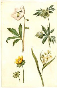 Helleborus niger (common Christmas rose);Eranthis hyemalis (garden-erantis);Gagea lutea (common golden star) by Maria Sibylla Merian