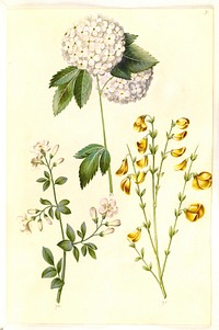 Viburnum opulus (common snowball);Jasminum officinale (Jasmine);Cytisus scoparius (common broom) by Maria Sibylla Merian