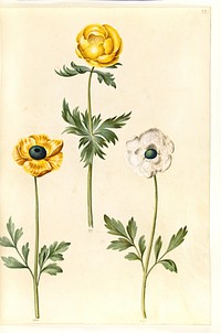 Trollius europaeus (European meadow plum);Ranunculus asiaticus (garden buttercup) by Maria Sibylla Merian