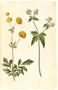Ranunculus acris (gold button buttercup);Ranunculus aconitifolius (silver button buttercup) by Maria Sibylla Merian