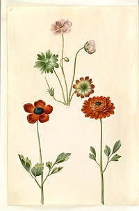 Geranium sanguineum striatum (striped stork's bill);Ranunculus asiaticus (garden buttercup) by Maria Sibylla Merian