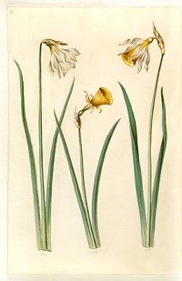 Narcissus pseudonarcissus moschatus (musk narcissus);Narcissus bulbocodium (crinoline narcissus);Narcissus pseudonarcissus (daffodil) by Maria Sibylla Merian