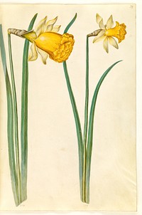 Narcissus pseudonarcissus (daffodil) by Maria Sibylla Merian