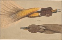 Two dead birds of paradise, one male and one female by Christoph Amberger