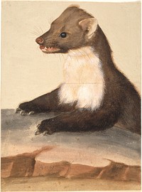 A marten