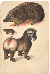 A hedgehog, a beaver and a male baboon