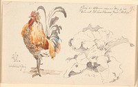 Study magazine with a cock and a cock by Johan Thomas Lundbye