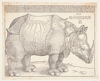 The rhinoceros by Albrecht Dürer
