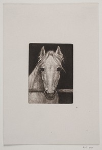 A horse's head by Hans Christian Gether Caspersen