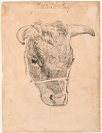 Head of a cow by Johan Thomas Lundbye