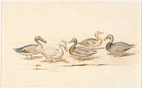 Studies of different duck types by Martinus Rørbye