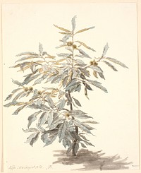 Study of a small chestnut tree by P. C. Skovgaard