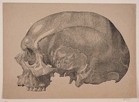 Skull by Andreas Christian Ferdinand Flinch