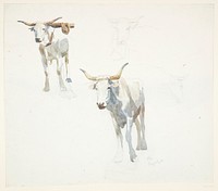 Italian oxen.Popeye by Peter Hansen