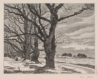 Old oaks at the Eremitagesletten. Winter day by J. Hildebrand