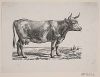 A cow by Hans Christian Henneberg