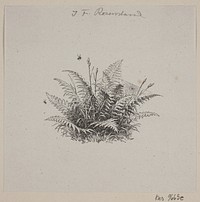 Vignette with fern and grass covered with cobwebs by Henrik Olrik