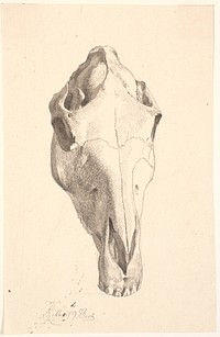 Deer skull by Johan Thomas Lundbye