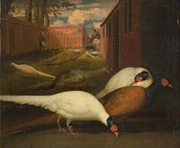 Pheasants in an enclosure by unknown