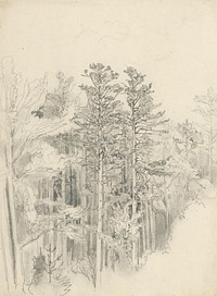 Coniferous trees