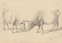Study of cows