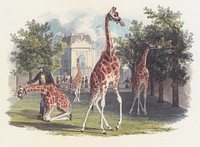 Die erste Giraffe im Schönbrunner Tiergarten, the first giraffes in the Schönbrunn Zoo watercolor by Eduard Gurk.