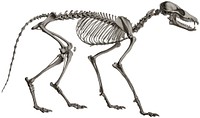 Bat-eared fox skeleton