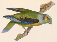 Black-winged Parrot, Pionus melanotis Hapalopsittaca melanotis (1804-1878) by Marc Athanase Parfait &OElig;illet Des Murs.