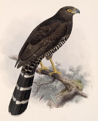 Slaty-backed Forest Falcon, Micrastur semitorquatus (1833–1904) by Edward Neale.