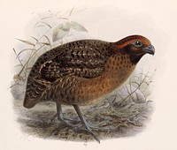 Black-eared Wood Quail, Odontophorus melanotis (1842–1912) by John Gerrard Keulemans.