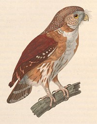 East Brazilian pygmy owl, glaucidium minutissimum (1768–1849) by Jean Gabriel Prêtre.