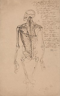 Drawing of a Man's Skeleton by James Ward.