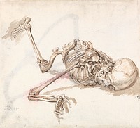 A Human Skeleton (1784-1859) by James Ward.