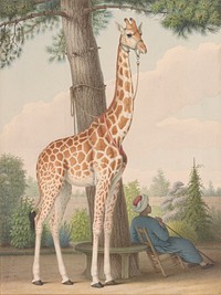 Study of the Giraffe Given to Charles X by the Viceroy of Egypt (1827) watercolor by Nicolas Hüet, the Younger.