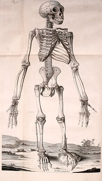 Image from Edward Tyson's Orang-outang, sive homo sylvestris: or, The anatomy of a pygmie compared with that of a monkey, an ape, and a man.. Although Tyson describes this as an orang-utang, the skeleton is actually that of a young chimpanzee. See Bainbridge, David (2018) The Art of Animal Anatomy, Herbert Press, p. 118 ISBN: 978-1-912217-35-9.