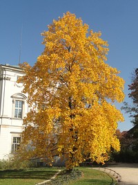 Yellow tulip tree, Krasiński Garden. Original public domain image from Wikimedia Commons