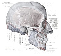 Skull muscle and bone attachment