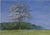 Study of a Tree in Bloom by William Turner