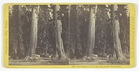 The Sentinels, 315 feet high, diam. 20 feet - Calaveras County, No. 1090 from the series "California -- Big Trees" by John P. Soule