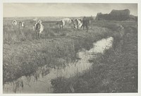 Cattle on the Marshes by Peter Henry Emerson