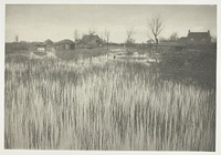 A Rushy Shore by Peter Henry Emerson