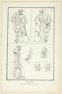 Design: Proportions of the Farnese Hercules, from Encyclopédie by Benoît-Louis Prévost