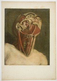 Neck Muscles, plate three from Complete musculature in Natural Size and Color by Jacques Fabien Gautier d'Agoty