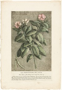 The Periwinkle of Java, from Collection of Usual, Curious, and Foreign Plants by Jacques Fabien Gautier d'Agoty