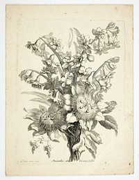 Hyacinthe and Passion Fruit Flower, plate two from Mes Petits Bouquets by Charles Germaine de Saint-Aubin